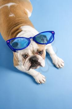 Royalty Free Photo of an English Bulldog Laying Wearing Over Sized Blue Sunglasses 