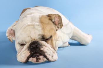 Close-up of sleeping English Bulldog on blue background.