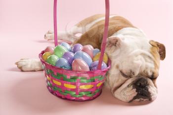 Royalty Free Photo of an English Bulldog Sleeping Next to an Easter Basket
