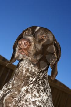 Royalty Free Photo of a German Short-haired Pointer Against a Blue Sky