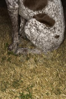 Royalty Free Photo of a German Short-haired Pointer Sitting in Grass