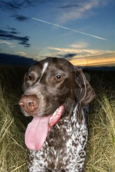 Royalty Free Photo of a German Short-Haired Pointer in a Field of Grass at Sunset