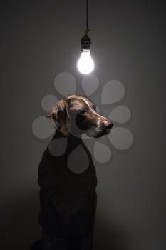 Royalty Free Photo of a German Short Haired Pointer With a Lit Light Bulb Hanging Above