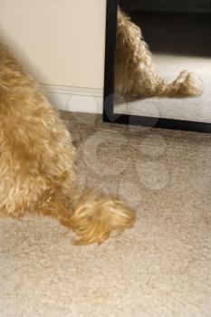 Royalty Free Photo of a Mixed Breed Dogs Tail With a Mirror in the Background