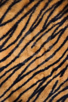 Royalty Free Photo of a Close-up of a Tiger Carpet 