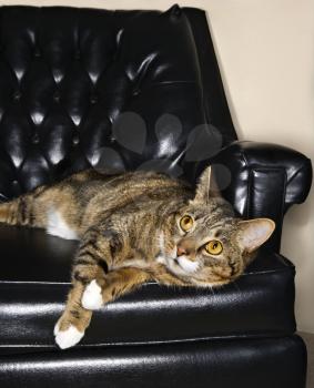 Royalty Free Photo of a Tabby Cat Lying in a Black Leather Chair