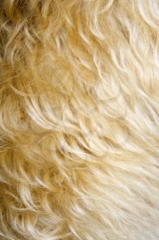 Royalty Free Photo of a Close-up of a Mixed Breed Dogs Fur
