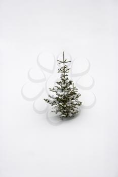 Royalty Free Photo of a Pine Sapling in Snow