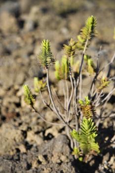 Royalty Free Photo of a Plant in a Rocky Landscape in Haleakala National Park, Maui, Hawaii