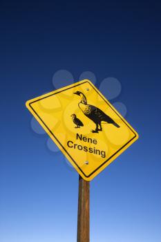 Shot of 'Nene Crossing' road sign in Haleakala National Park, Maui, Hawaii.
