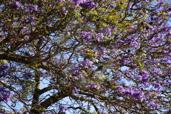 Royalty Free Photo of a Jacaranda Tree Blooming With Purple Flowers in Maui, Hawaii