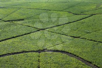 Royalty Free Photo of an Aerial View of Irrigated Sugarcane Crops in Maui, Hawaii