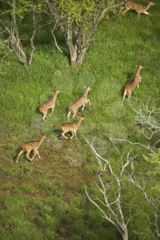 Royalty Free Photo of an Aerial View of a Herd of Running Axis Deer in Maui, Hawaii