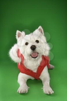 Royalty Free Photo of a White Terrier Dog Dressed in a Red Coat