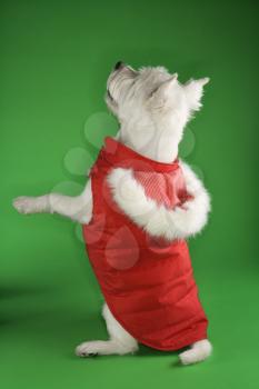 Royalty Free Photo of a White Terrier Dog Standing on It's Back Legs