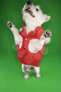 Royalty Free Photo of a White Terrier Dog Dressed in a Red Coat Standing on it's Back Legs