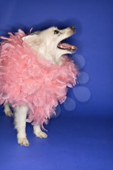 Royalty Free Photo of a Fluffy Dog Wearing a Feather Boa