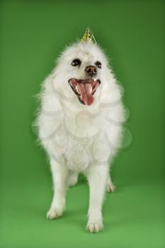 Royalty Free Photo of a Fluffy White Dog Wearing a Party Hat