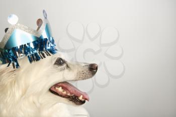 Royalty Free Photo of a Fluffy White Dog Wearing a Paper Crown