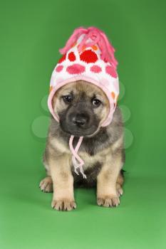 Royalty Free Photo of a Puppy Sitting Wearing a Hat