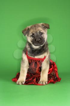 Royalty Free Photo of a Puppy Wearing a Dress