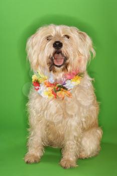 Royalty Free Photo of a Fluffy Dog Sitting Wearing a Lei
