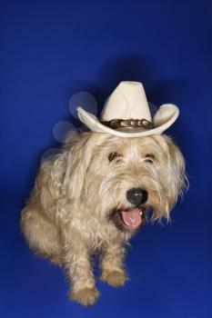 Fluffy brown dog wearing cowboy hat.
