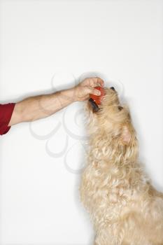 Royalty Free Photo of a Fluffy Dog Taking a Ball From a Man
