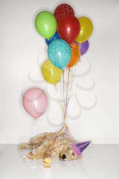 Royalty Free Photo of a Fluffy Brown Sleeping Wearing a Party Hat With a Cupcake and Balloons
