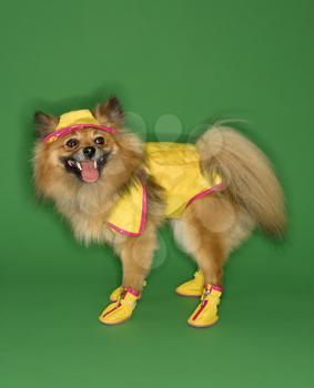 Royalty Free Photo of a Pomeranian Dog Wearing Rain Gear