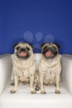 Royalty Free Photo of Two Pug Dogs Sitting in a Chair
