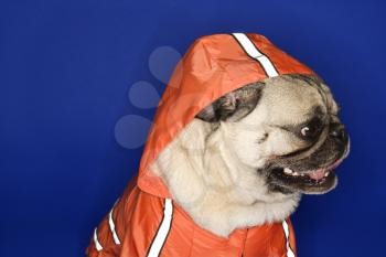 Royalty Free Photo of a Pug Wearing a Hoodie Jacket