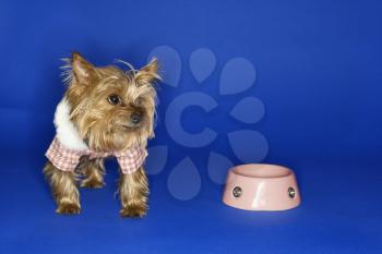 Royalty Free Photo of a Yorkshire Terrier Dog Wearing an Outfit With an Empty Food Bowl