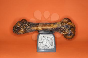 Royalty Free Photo of a Large Bone on a Scale