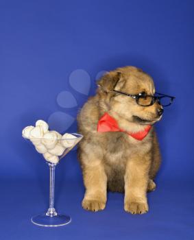 Royalty Free Photo of a Puppy Wearing Glasses and a Bowtie With a Martini Glass Full of Bones