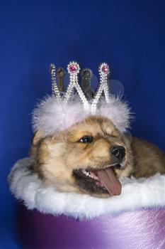 Puppy wearing crown lying in bed.