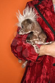 Royalty Free Photo of a Man Wearing Velvet and Holding a Chinese Crested Dog