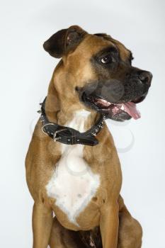 Royalty Free Photo of a Boxer Dog