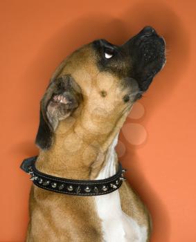 Portrait of Boxer dog.