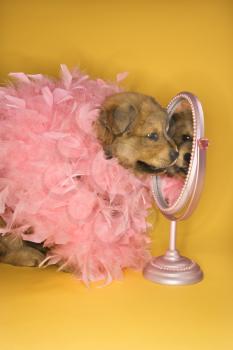 Royalty Free Photo of a Puppy Wearing a Pink Feather Boa in Front of a Mirror
