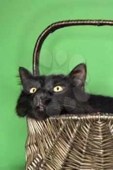 Royalty Free Photo of a Black Cat Sitting in a Basket