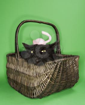 Royalty Free Photo of a Black Cat in a Basket With a Toy Mouse on It's Head