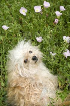 Royalty Free Photo of a Fluffy Small Dog Sitting in a Flower Field