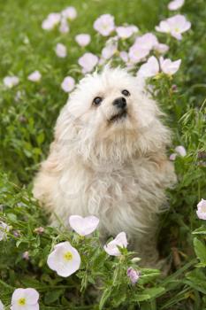 Royalty Free Photo of a Fluffy Small Dog in a Flower Field