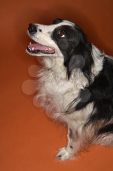 Royalty Free Photo of a Black and White Border Collie Dog Sitting