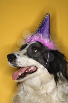 Black and white Border Collie mix dog wearing party hat.