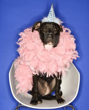 Royalty Free Photo of a Black Mixed Breed Dog Wearing a Party Hat and Feather Boa