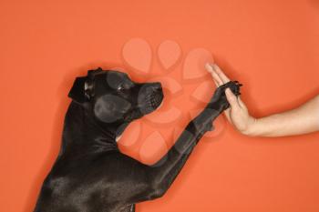 Royalty Free Photo of a Dog Giving a Woman a High Five