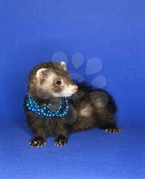 Royalty Free Photo of a Brown Ferret Wearing a Necklace Against a Blue Background