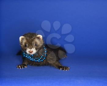 Royalty Free Photo of a Ferret Wearing Blue Beads